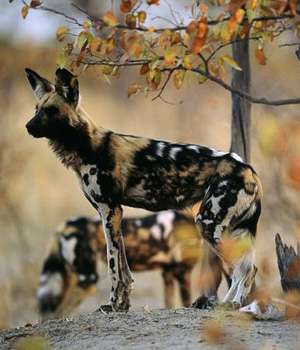 Afrikos hieninis šuo