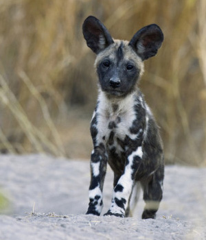 Afrikos hieninis šuo