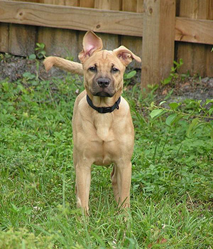 Blackmouth Cur