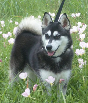 Alaskan Klee Kai