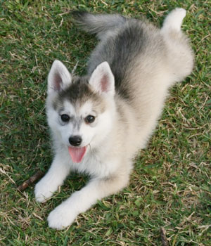 Alaskan Klee Kai