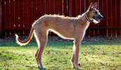 American Staghound informacija, charakteris, vardai, kaina