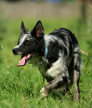 Australian Koolie