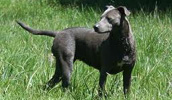 Blue Lacy informacija, charakteris, vardai, kaina