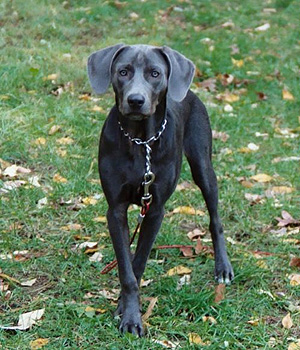 Blue Lacy