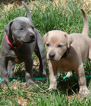 Blue Lacy