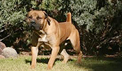 Boerboel informacija, charakteris, vardai, kaina