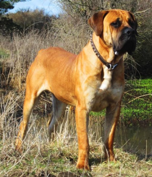 Boerboel