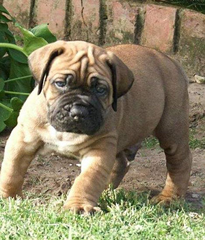 Boerboel