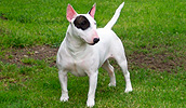 Bulterjeras informacija, charakteris, vardai, kaina
