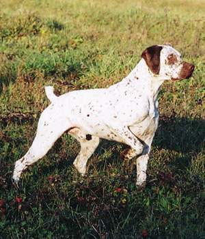 Burbonų Brakas