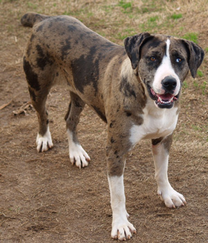 Catahoula Bulldog