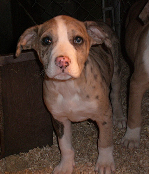 Catahoula Bulldog