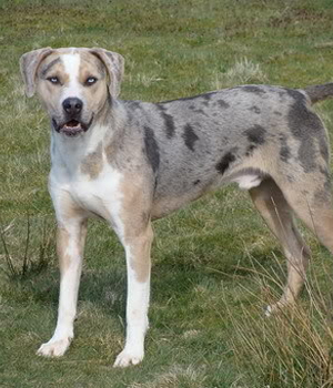 Catahoula Cur