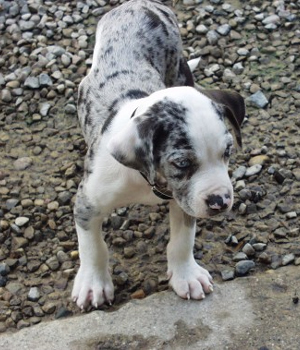 Catahoula Cur