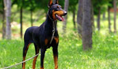 Dobermanas informacija, charakteris, vardai, kaina