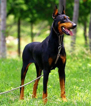 Dobermanas