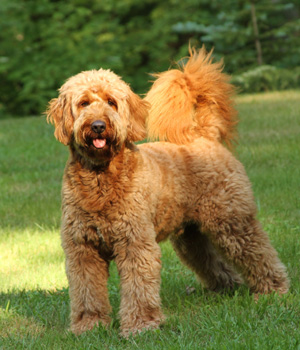 Goldendoodle