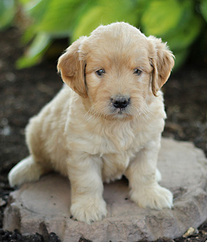 Goldendoodle