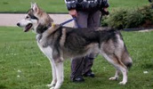 Kanados Eskimų šuo informacija,paveiksliukai,vardai,kaina