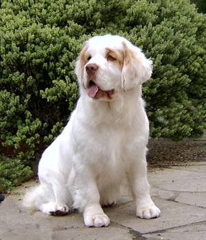 Klamberio spanielis