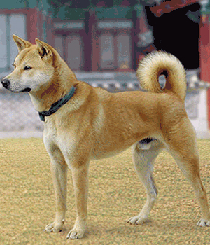 Korėjos džindo šuo