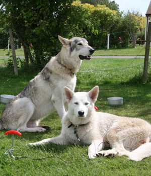 Northern Inuit Dog