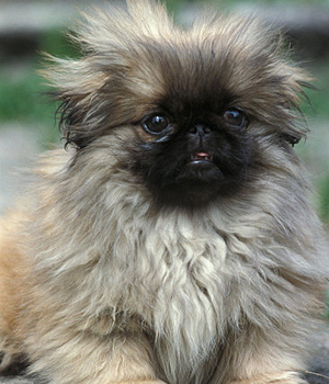 Pekinas