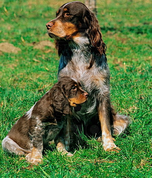 Pikardo spanielis