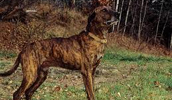 Plott Hound informacija, charakteris, vardai, kaina