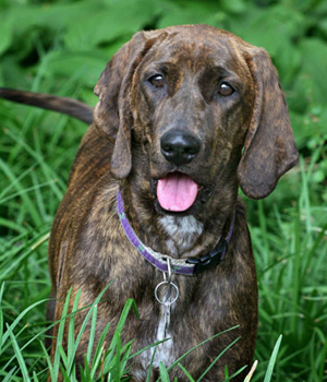 Plott Hound