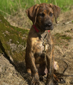 Plott Hound