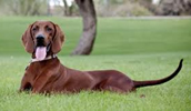 Redbone Coonhound informacija, charakteris, vardai, kaina