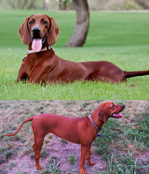 Redbone Coonhound