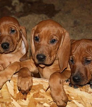 Redbone Coonhound