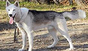 Seppala Siberian Sleddog informacija, charakteris, vardai, kaina