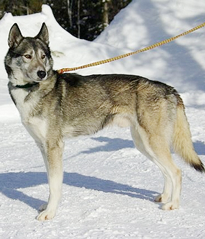 Seppala Siberian Sleddog