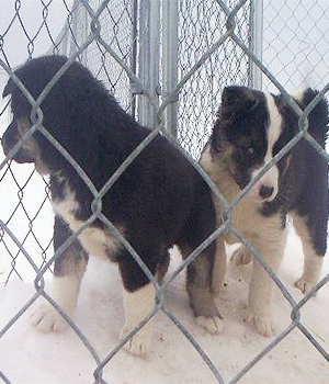 Seppala Siberian Sleddog