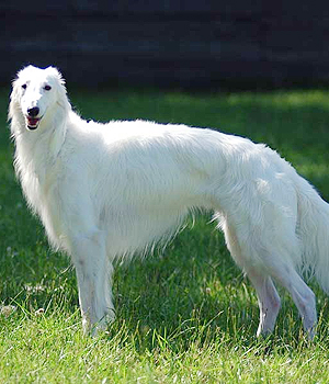 Silken Windhound