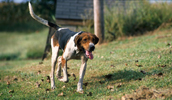 Treeing Walker Coonhound informacija, charakteris, vardai, kaina