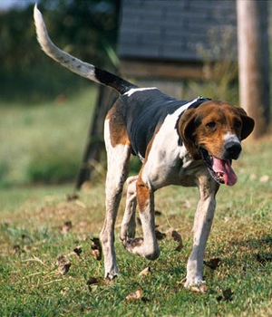 Treeing Walker Coonhound