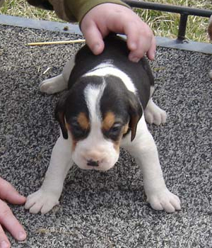 Treeing Walker Coonhound