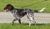 Vokiečių mažasis spanielis informacija, charakteris, vardai, kaina